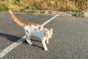 Discovery alert Cat Unknown Mende France