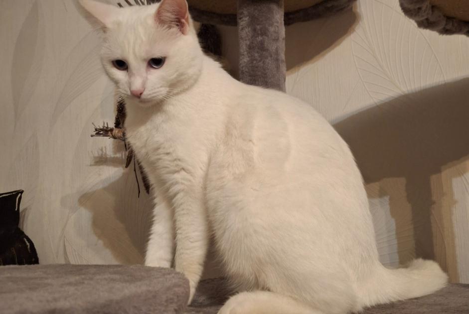 Disappearance alert Cat Female , 2 years Oudrenne France