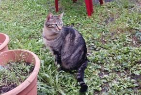 Disappearance alert Cat Female, 2 years Coutras France