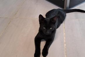 Discovery alert Cat Unknown Osny France