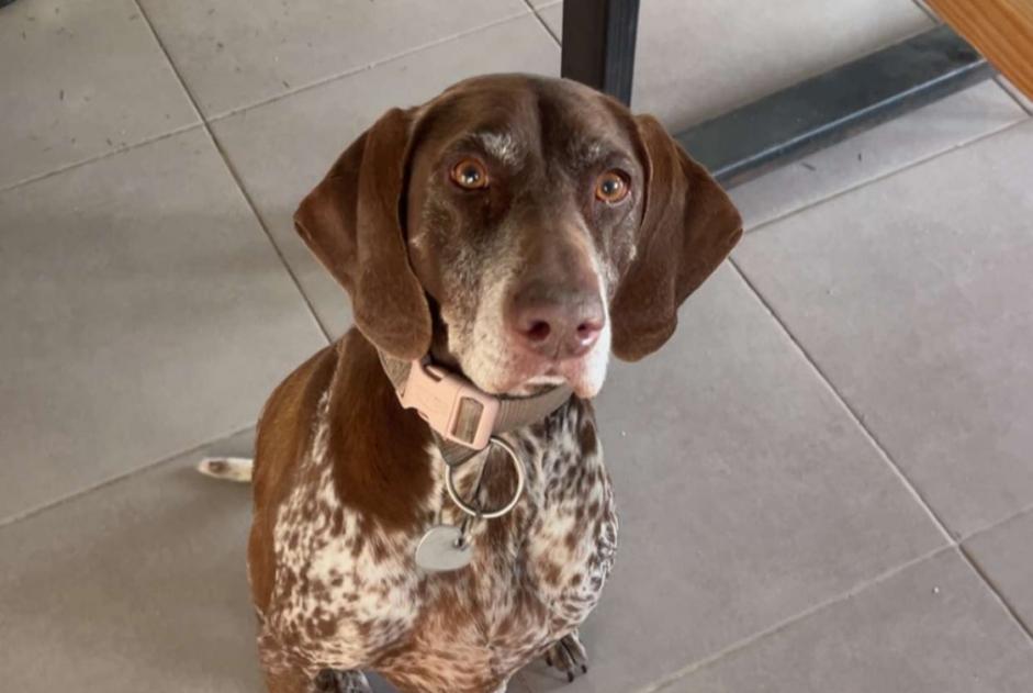 Disappearance alert Dog  Female , 7 years Les Trois-Îlets France