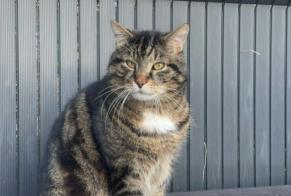 Disappearance alert Cat miscegenation Male , 13 years Aix-Noulette France