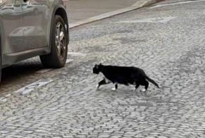 Disappearance alert Cat Male , 4 years Paris France