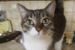 Disappearance alert Cat miscegenation Male , 10 years Toulouse France