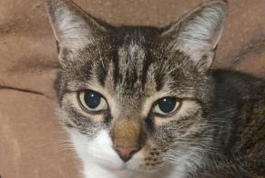Disappearance alert Cat miscegenation Male , 10 years Toulouse France