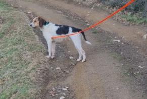 Disappearance alert Dog miscegenation Male , 5 years Saint-Jean-de-Muzols France