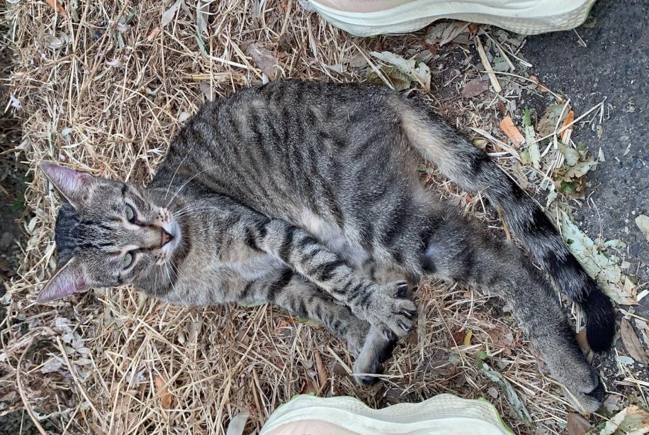Discovery alert Cat  Male Tournefeuille France