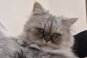Disappearance alert Cat miscegenation Male , 6 years Fontaine France