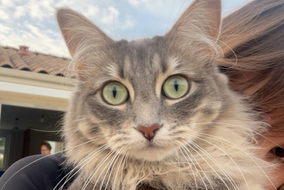 Disappearance alert Cat Female , 2 years Aizenay France