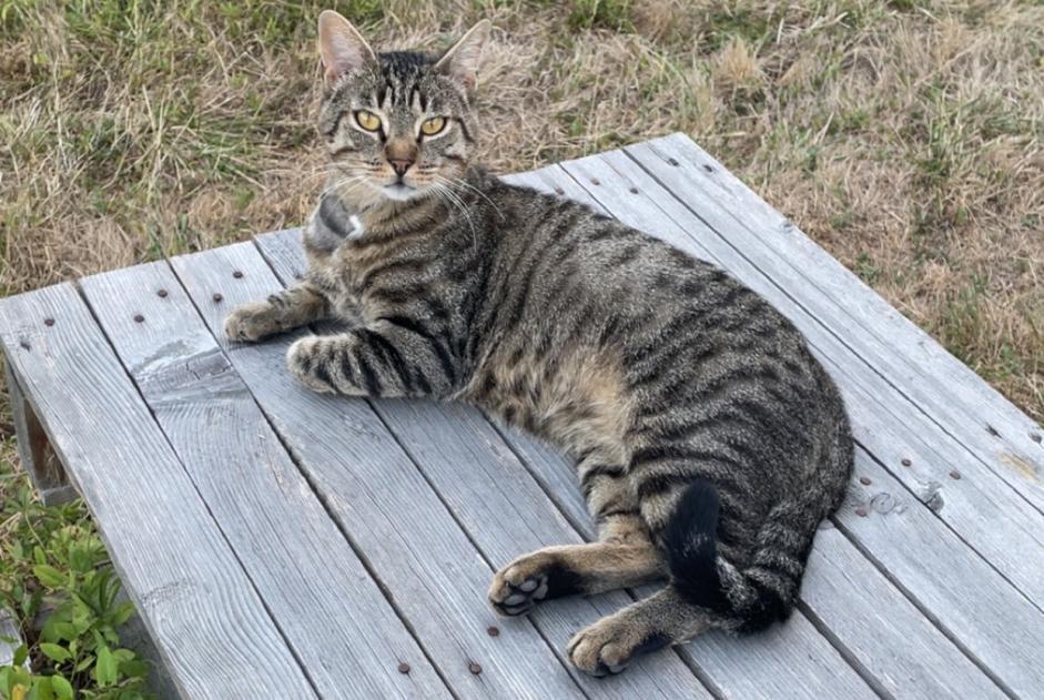 Discovery alert Cat Male Sermesse France