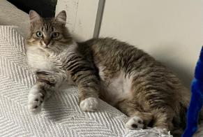Disappearance alert Cat miscegenation Female , 2 years Quesnoy-sur-Deûle France