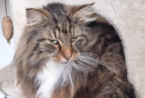 Disappearance alert Cat  Male , 5 years Bruges France