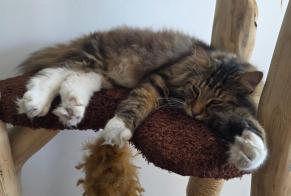 Disappearance alert Cat  Male , 5 years Bruges France