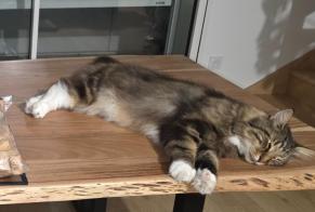 Disappearance alert Cat  Male , 5 years Bruges France