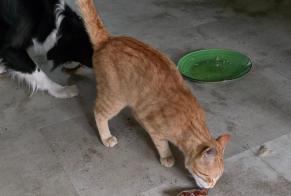 Disappearance alert Cat miscegenation Male , 1 years Saint-Pierre-du-Mont France
