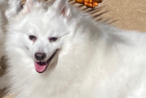 Disappearance alert Dog  Female , 7 years Sauvian France