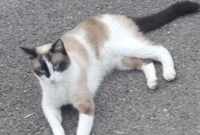 Discovery alert Cat miscegenation Female Uzès France