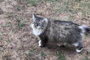 Disappearance alert Cat Male , 9 years Saint-Denis-de-Pile France