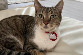 Disappearance alert Cat  Male , 3 years Biot France