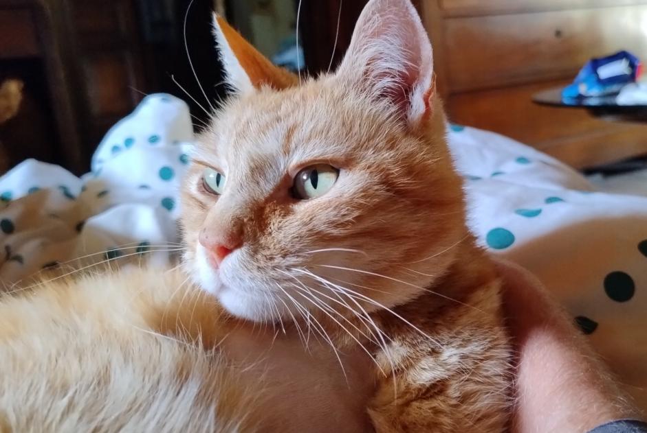 Disappearance alert Cat Male , 6 years Sablières France
