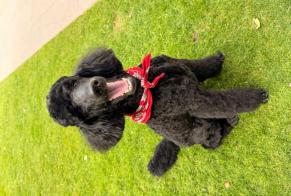 Disappearance alert Dog  Male , 2026 years Corsier Switzerland