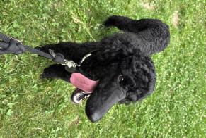 Disappearance alert Dog  Male , 2026 years Corsier Switzerland