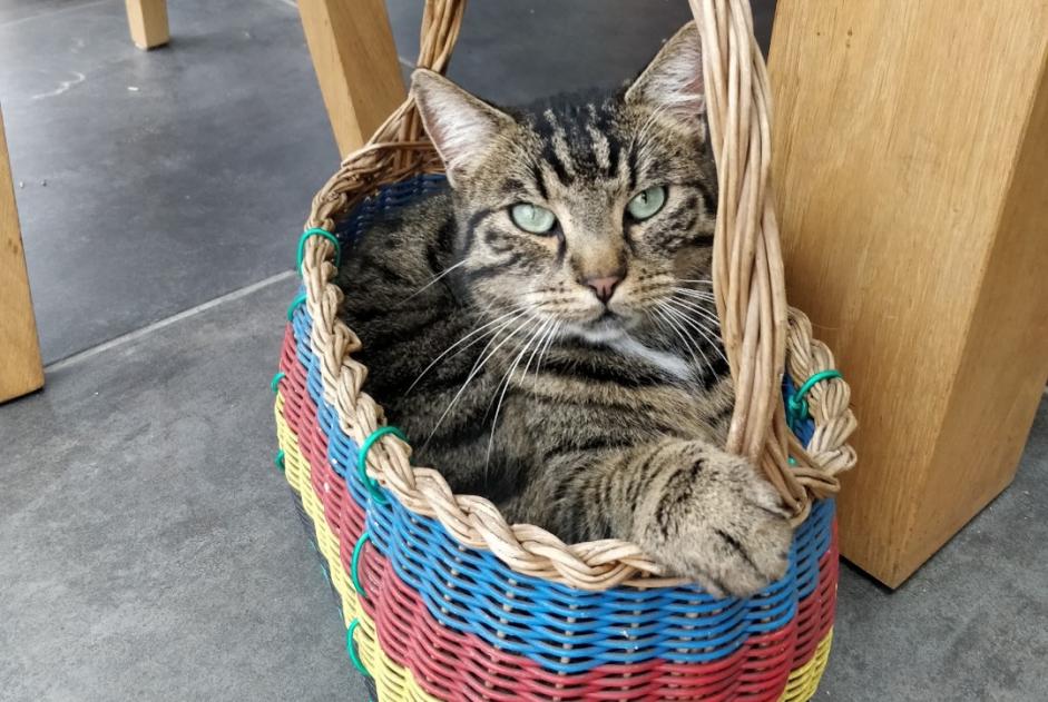 Disappearance alert Cat  Male , 7 years Esbly France