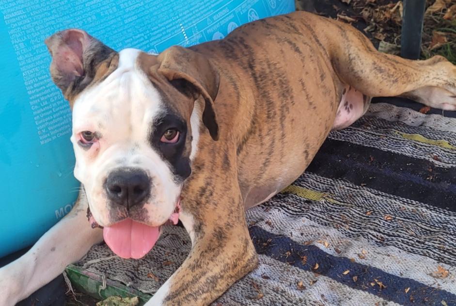 Discovery alert Dog  Female Bizanos France