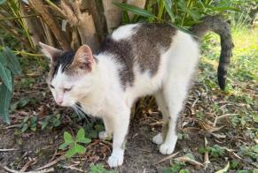 Discovery alert Cat Male Bon-Encontre France