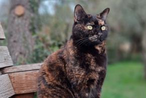 Disappearance alert Cat Female , 6 years Nîmes France