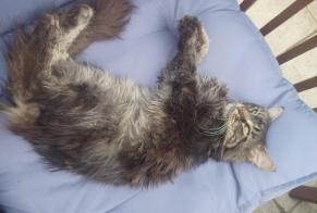 Discovery alert Cat  Unknown , 2 years Sylvains-Lès-Moulins France