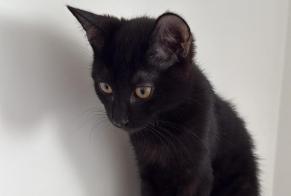 Discovery alert Cat Male Aulnay-sous-Bois France