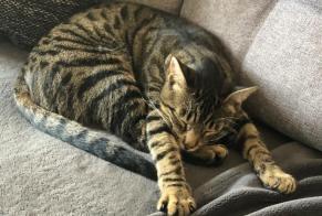 Disappearance alert Cat miscegenation Male , 2 years La Garenne-Colombes France