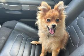 Discovery alert Dog Female Sevran France