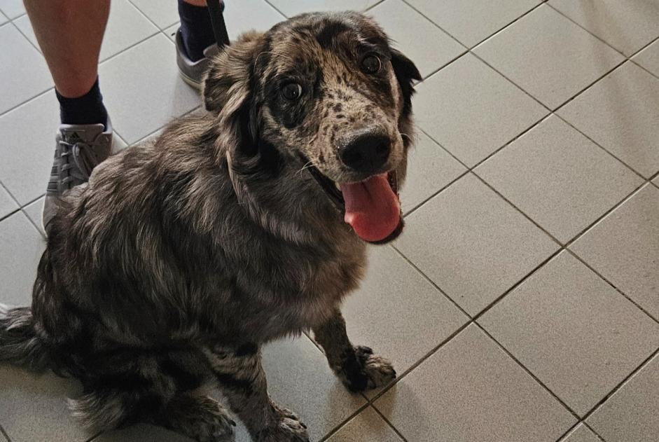 Discovery alert Dog Unknown Montgailhard France