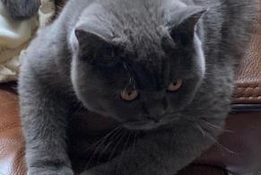 Disappearance alert Cat  Male , 2 years Saint-Denis-de-Pile France