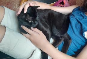 Discovery alert Cat Male , 2 years Saint-Herblain France