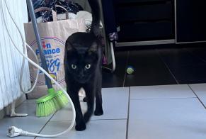 Discovery alert Cat Male , 2 years Saint-Herblain France