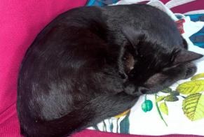 Discovery alert Cat Male , 2 years Saint-Herblain France