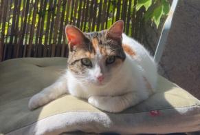 Disappearance alert Cat Female , 1 years Aléria France