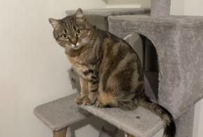 Disappearance alert Cat miscegenation Female , 4 years Liverdun France