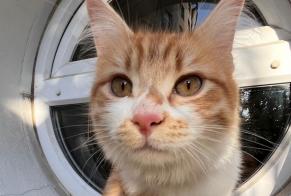 Disappearance alert Cat  Male , 1 years Alfortville France