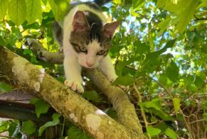 Disappearance alert Cat miscegenation Male , 4 years Labergement-lès-Seurre France