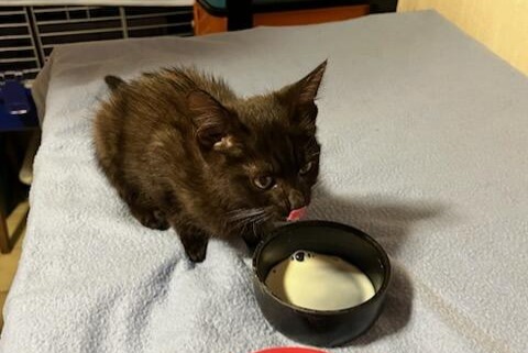 Discovery alert Cat  Unknown Obernai France