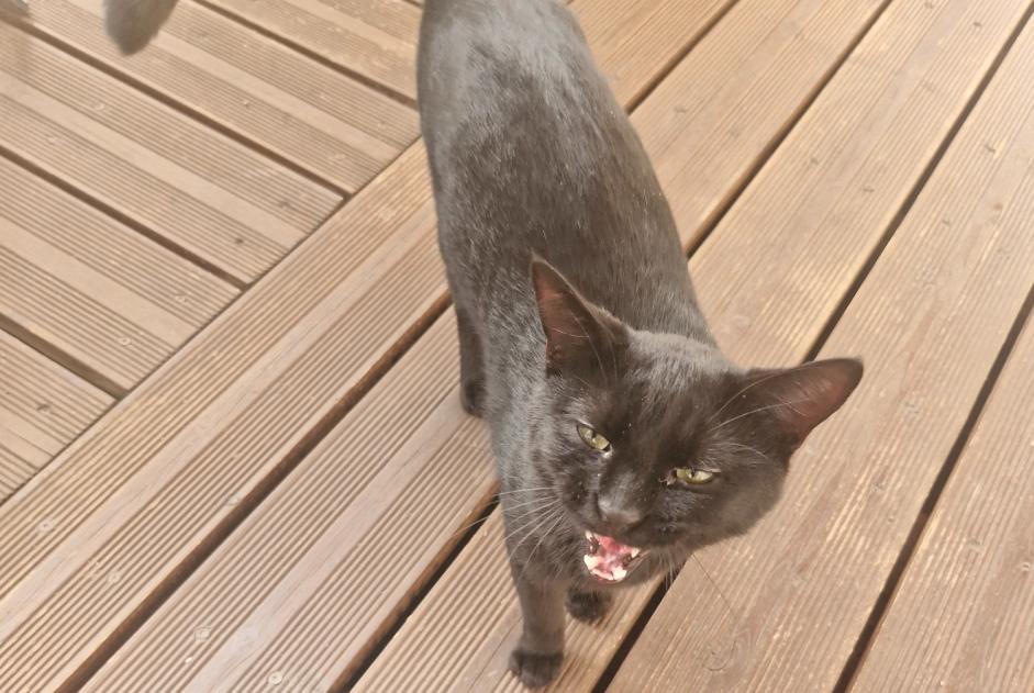 Discovery alert Cat Unknown Riom France