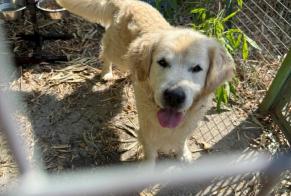 Discovery alert Dog  Male Galgon France