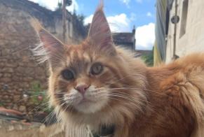 Disappearance alert Cat  Male , 2 years Poitiers France