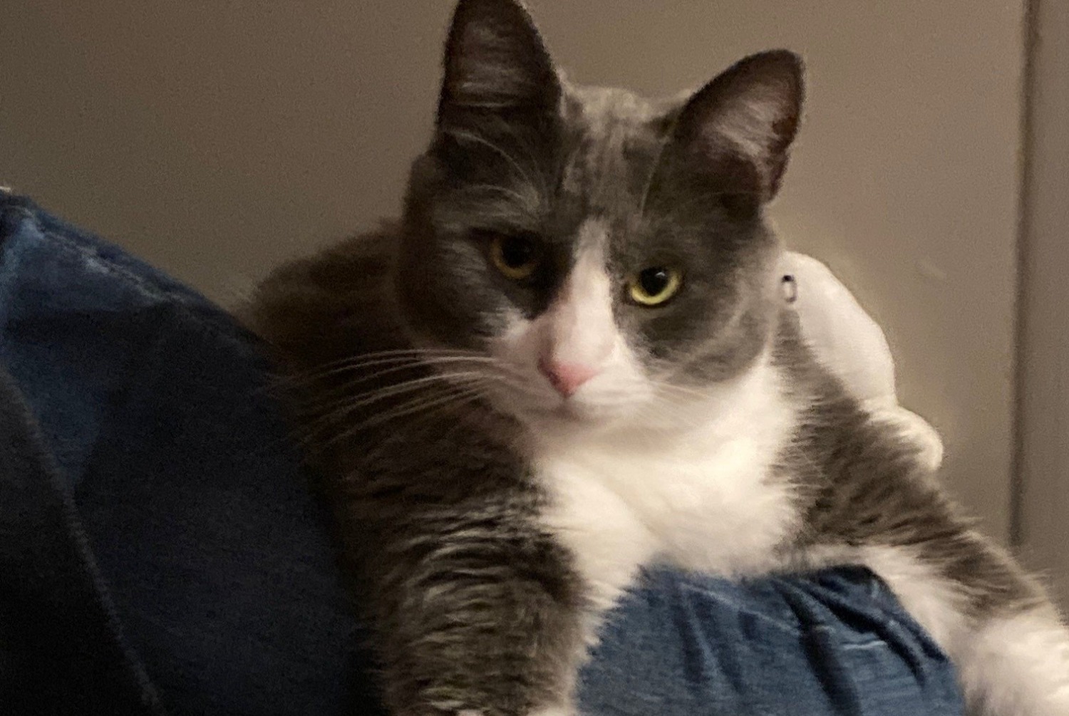 Disappearance alert Cat  Female , 3 years Villers-sur-Authie France