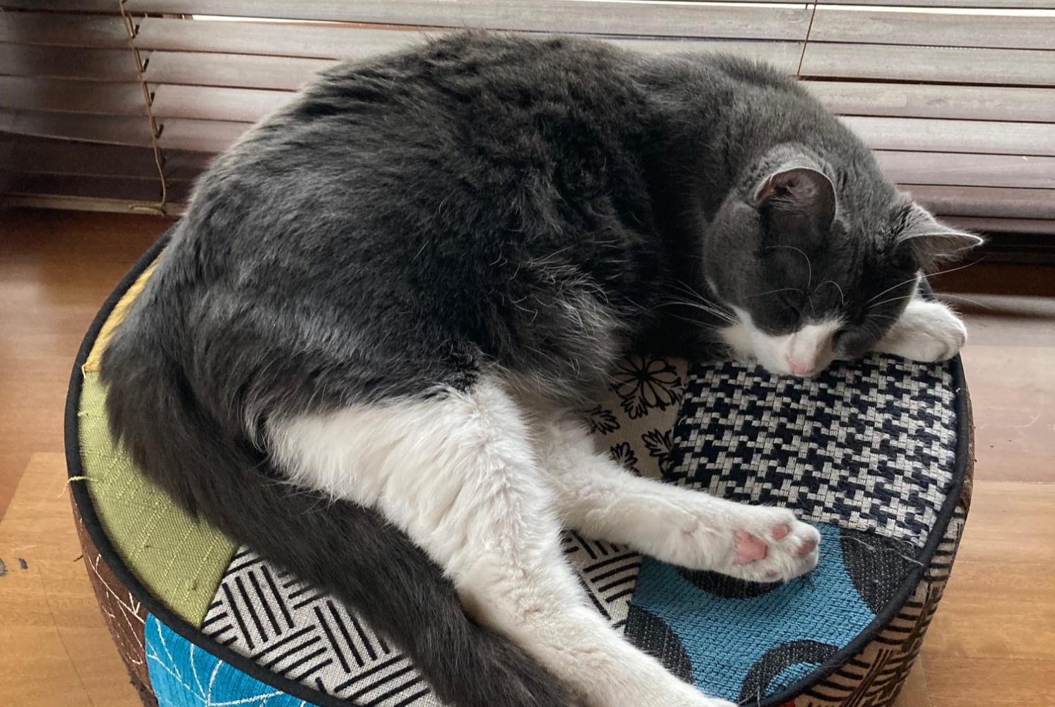 Disappearance alert Cat  Female , 3 years Villers-sur-Authie France