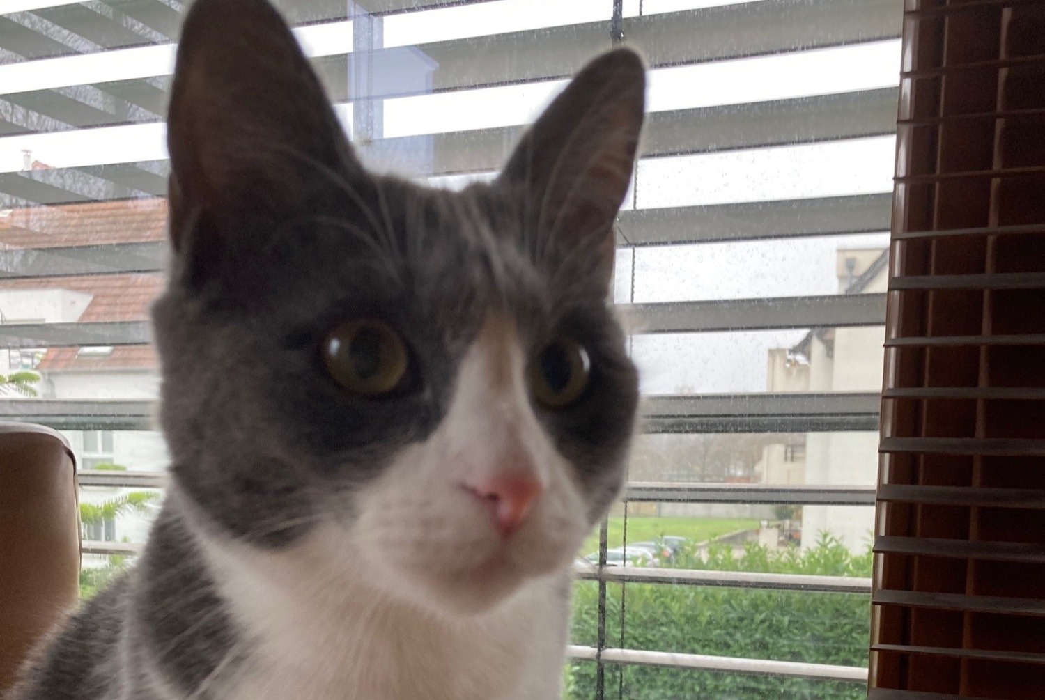 Disappearance alert Cat  Female , 3 years Villers-sur-Authie France